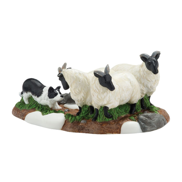 Champion Herding Dog