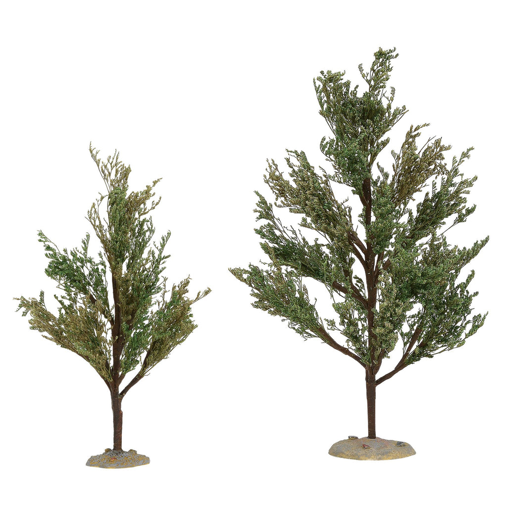 Southern Oak Trees