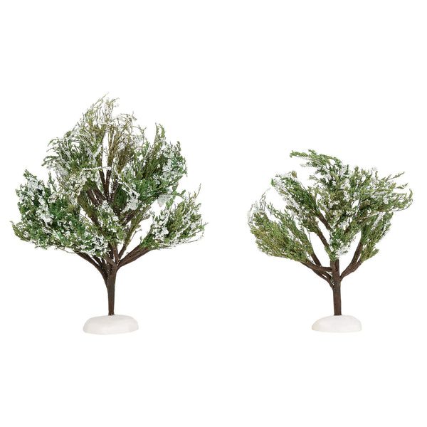 White Christmas Oaks