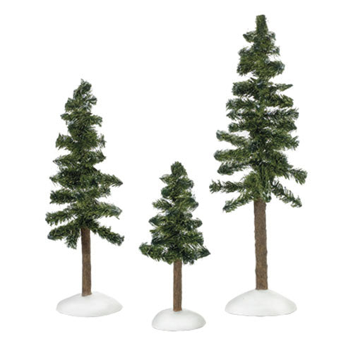 Black Spruce Pines